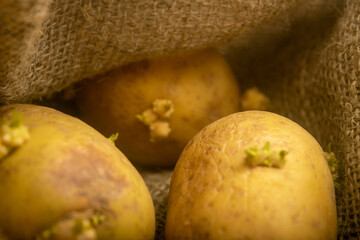 Sprouted potatoes on a background of coarse sacking. Autumn harvest. Seed potatoes for planting. Close up.