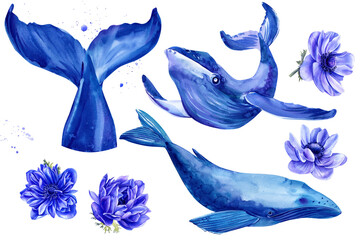 Whales and anemone flowers. Watercolor illustration. Set of blue elements on a white background.