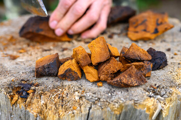 pile pieces of sliced and peeled chaga mushroom birch fungus are stacked against the background of men's hands with axe. step by step