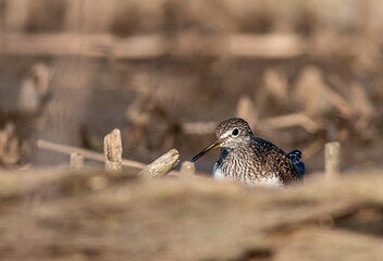 Green sandpiper bird in natural habitat