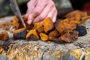 pile pieces of sliced and peeled chaga mushroom birch fungus are stacked against the background of men's hands with axe. step by step - obrazy, fototapety, plakaty
