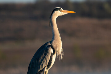 Grey Heron portrait
