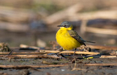 Yellow Wagtail walking in marsh