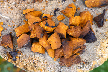 pile pieces of chopped and peeled chaga mushroom birch fungus are stacked on a wooden stump background. step by step