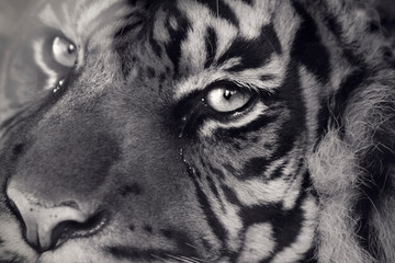 Sumatran Wild tiger