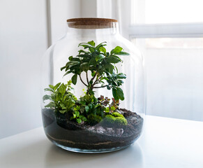 Small decoration plants in a glass bottle/garden terrarium bottle/ forest in a jar. Terrarium jar...