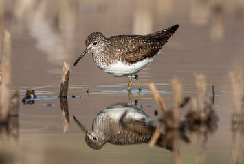 Green sandpiper bird in natural habitat