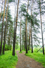 Obraz premium Pathway through beautiful summer forest with different trees