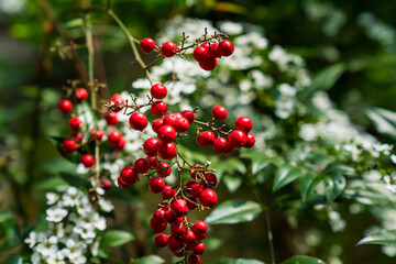 Lingonberrys