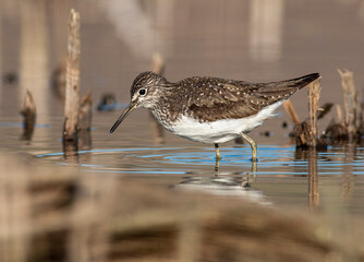 Green sandpiper bird in natural habitat