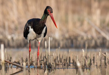Black Stork portrait in early morning