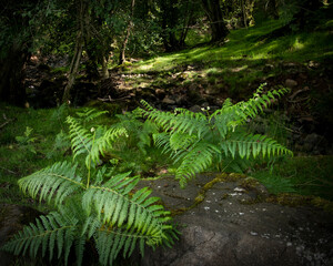 fern in the forest