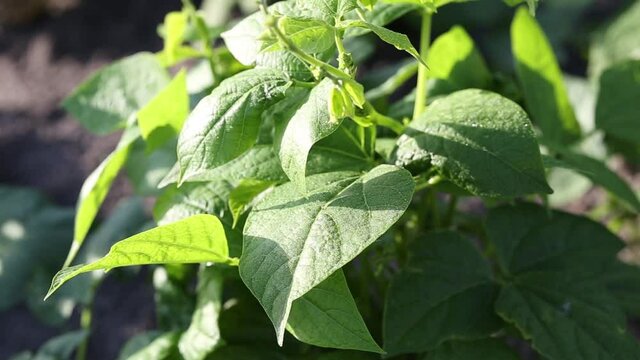 Common bean or Phaseolus vulgaris or Green bean or French bean herbaceous annual plant with light dense green leaves growing in shape od small bush surrounded with dry soil planted in local home garde