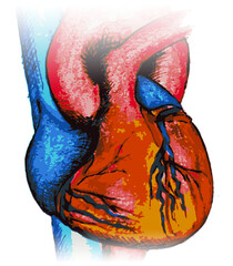 Simple illustration of an anatomical heart, with the classic colors of red arteries and blue veins. Isolated image.