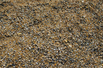 seashore full of small shells.