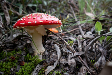Hongo rojo en una  naturaleza escondida