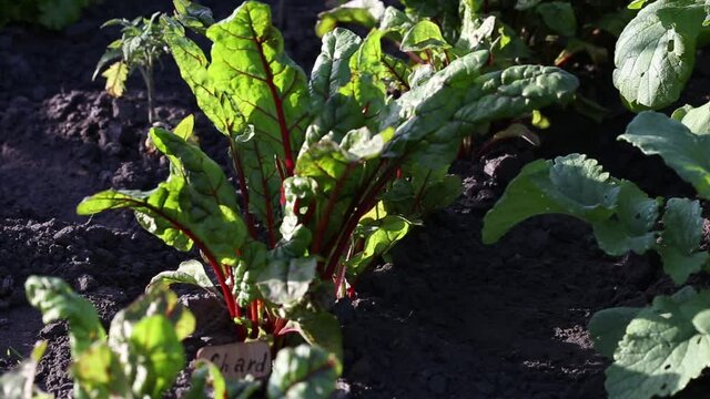 Nice chard leaves in agriculture field Organic chard leaves in agricultural feield.