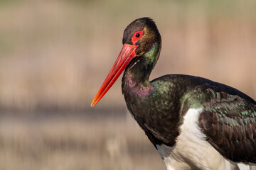 Black Stork portrait in early morning