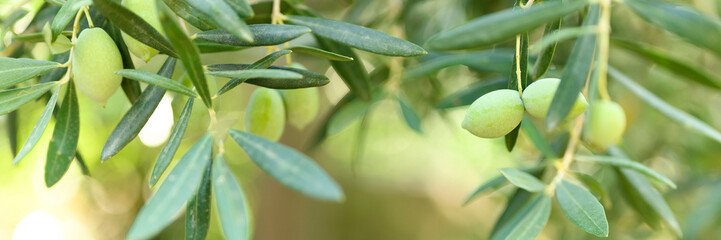 green olives grow on a olive tree branch in the garden. selective focus. banner