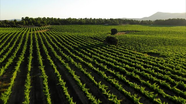 lavender straw bales wheat vineyards in spain