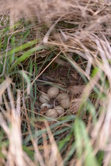 pheasant nest in the wild on the grass field