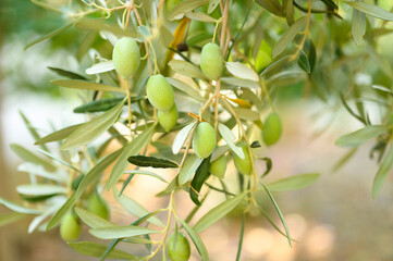 green olives grow on a olive tree branch in the garden. selective focus