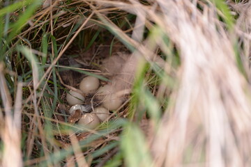 pheasant nest in the wild on the grass field