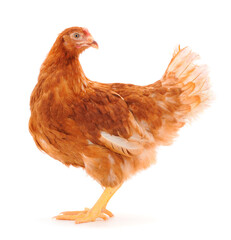 Brown hen isolated.