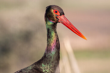Black Stork portrait in early morning