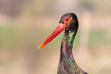 Black Stork portrait in early morning