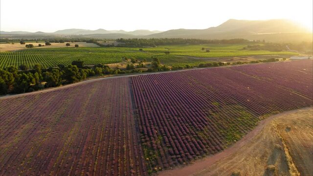 lavender straw bales wheat vineyards in spain