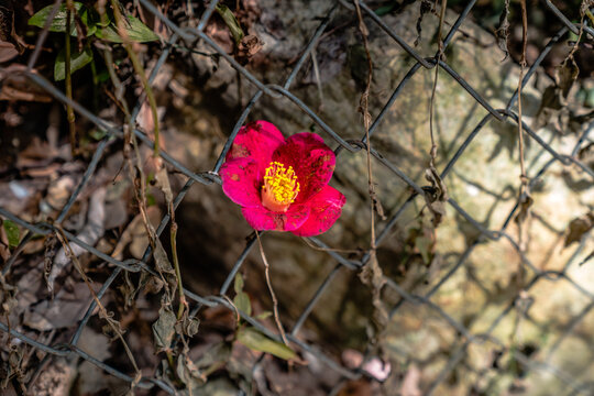 Single Yuletide Camellia On A Fence