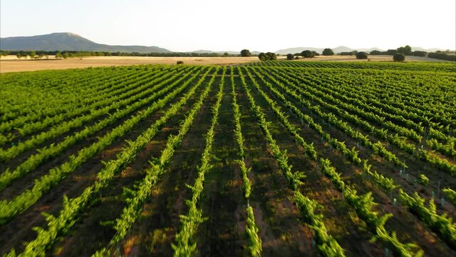 lavender straw bales wheat vineyards in spain