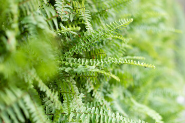 green fern with leaves on the wall