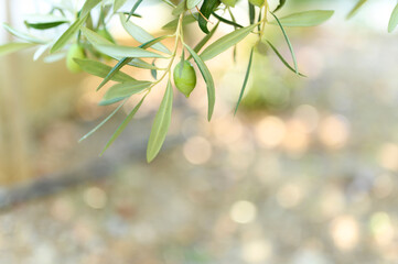 green olives grow on a olive tree branch in the garden. selective focus