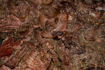 Turkey meat cut into pieces and marinated in red wine with onions and spices. Close-up, surface texture.
