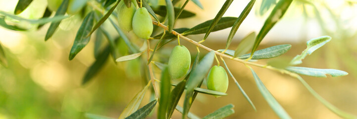 green olives grow on a olive tree branch in the garden. selective focus. banner