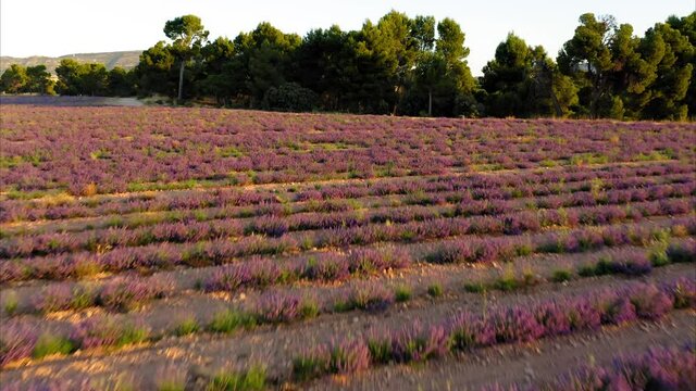 lavender straw bales wheat vineyards in spain