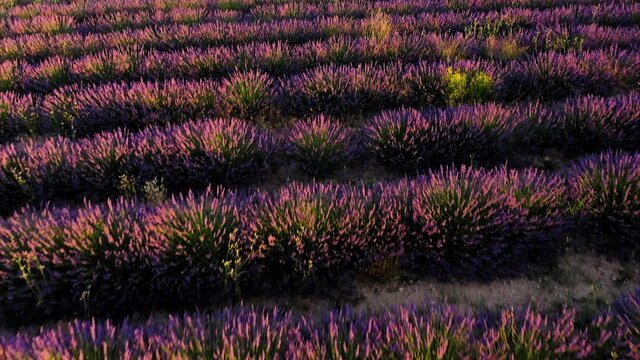 lavender straw bales wheat vineyards in spain
