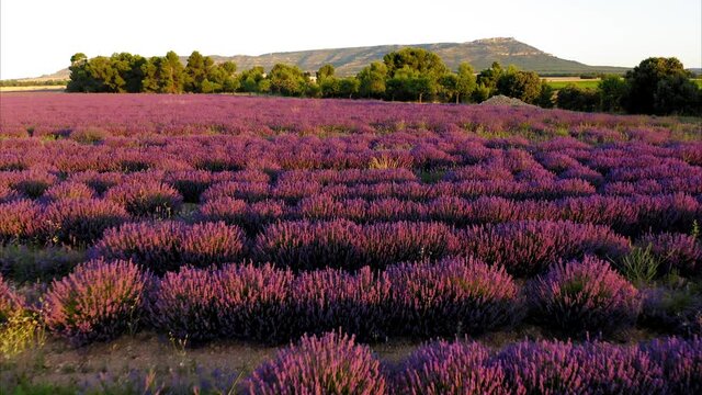 lavender straw bales wheat vineyards in spain