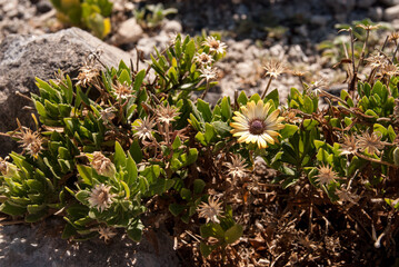small green grass with yellow flowers