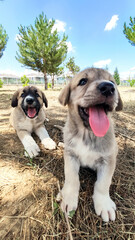Puppy, Anatolian Shepherd Dog. Playing with his brother in the garden...