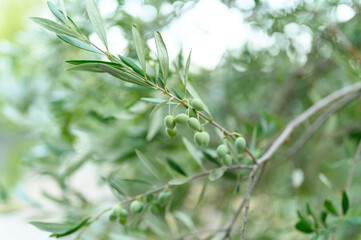 green olives grow on a olive tree branch in the garden. selective focus