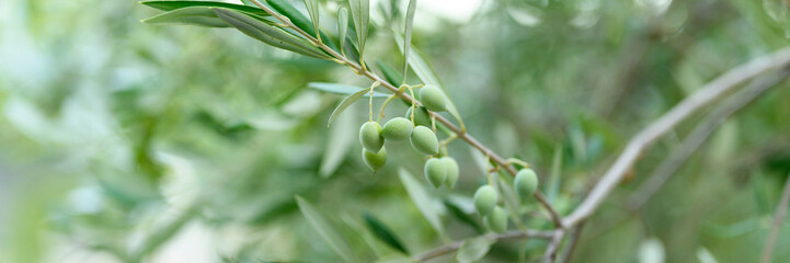 green olives grow on a olive tree branch in the garden. selective focus. banner
