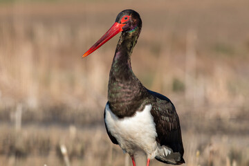 Black Stork portrait in early morning