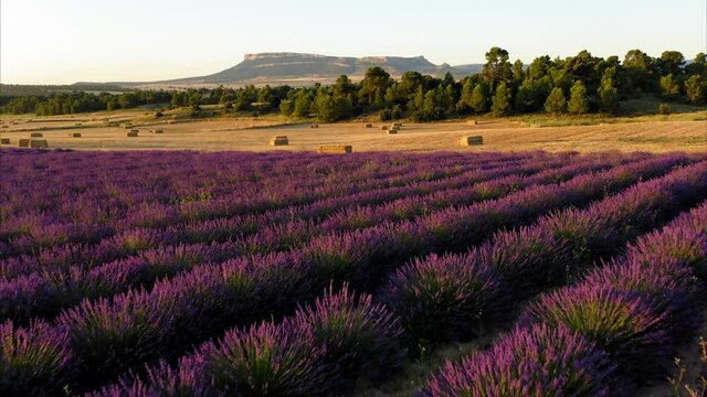lavender straw bales wheat vineyards in spain