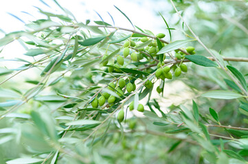 green olives grow on a olive tree branch in the garden. selective focus