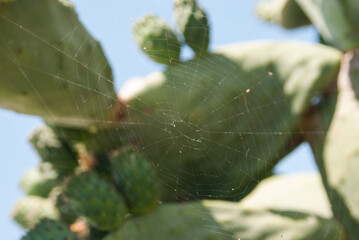edible green cactus with small fruits