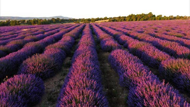 lavender straw bales wheat vineyards in spain