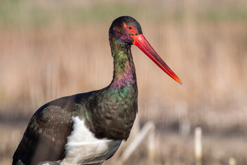 Black Stork portrait in early morning
